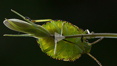 Mikrokosmos Almwiese